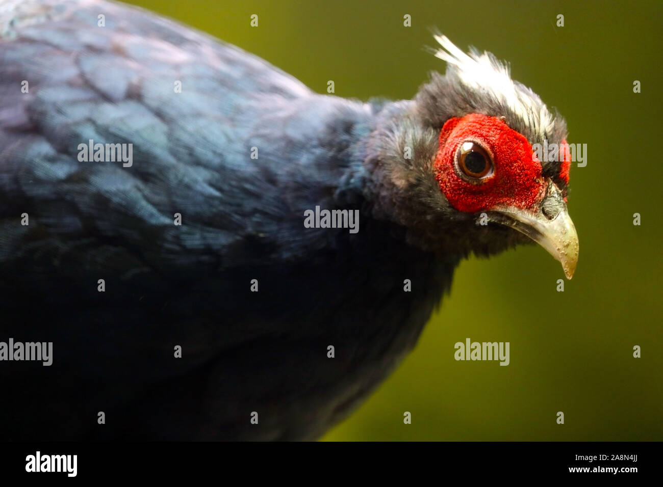 Farbenfroher Kopf mit weißem Wappen eines vom Aussterben bedrohten und seltenen edwards'schen Fasans lophura edwardsi Männchen, kuriös aussehend Stockfoto