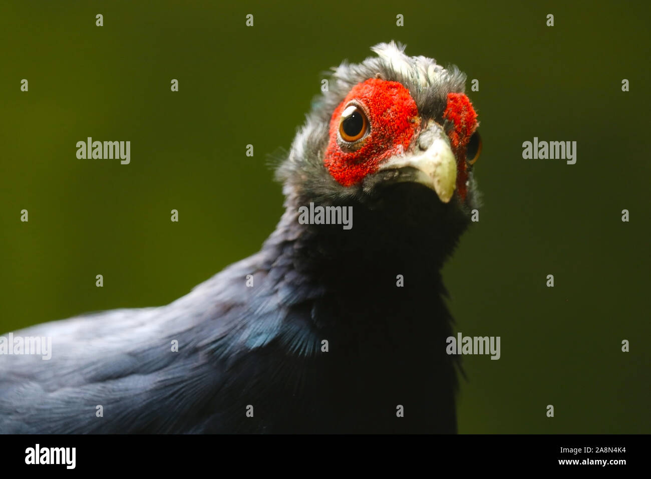 Neugierig, kritisch gefährdet und fast ausgestorben ist Edwards Fasan (lophura Edwardsi) Stockfoto