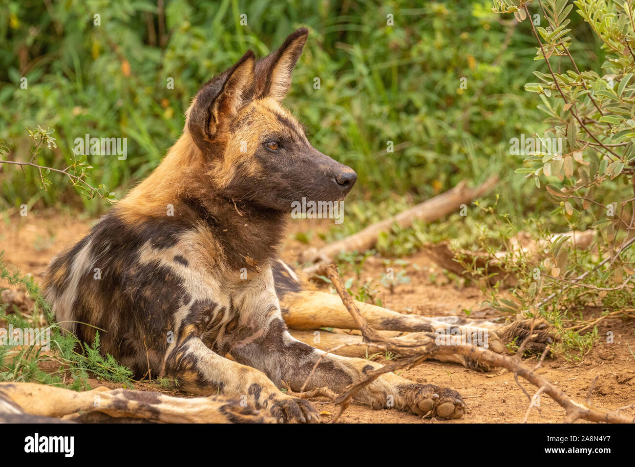 Afrikanischer Wildhund (Lycaon pictus) Wachsam, Madikwe Game Reserve, Südafrika. Stockfoto