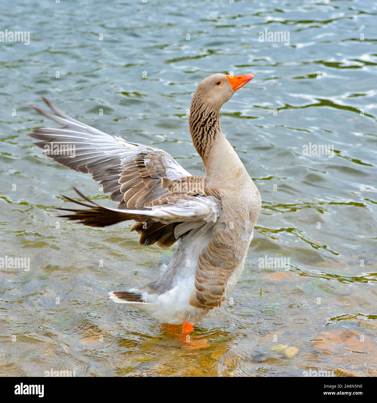 Graugans, Gans, Vogel Stockfoto