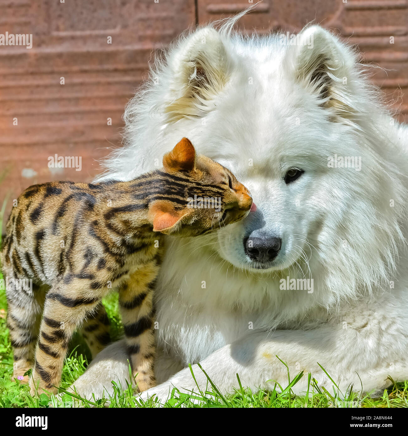 Hund eine Katze, zusammen zu spielen, Liebe, samoyede Hund und junge Bengal  cat Stockfotografie - Alamy
