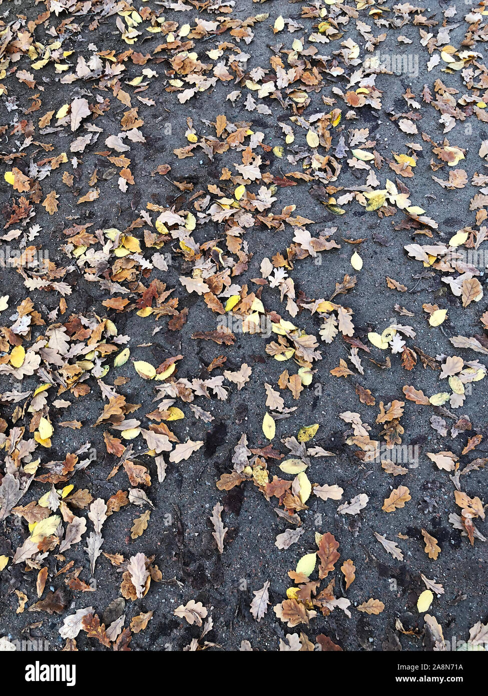 Blick auf viele Blätter auf Betonboden im Herbst Stockfoto