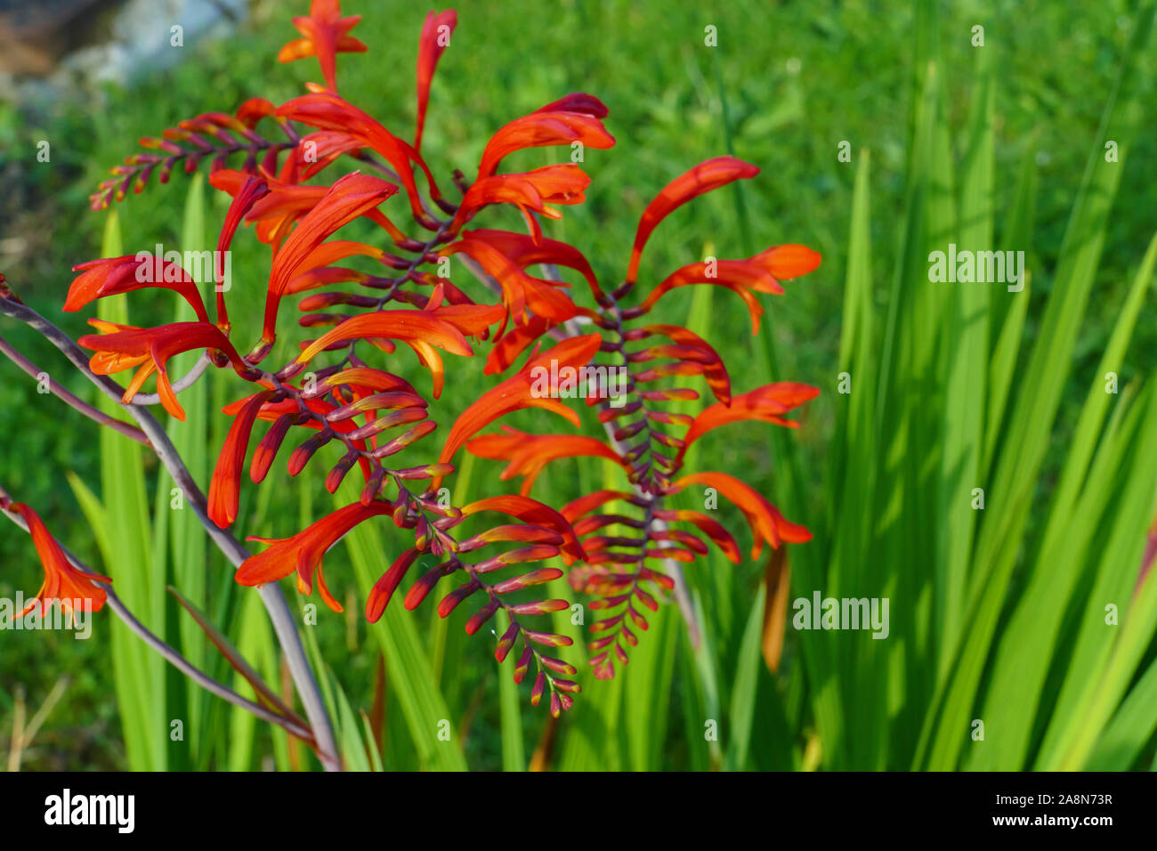Rote Blüte einer Chasmanthe, Schwertlilie aus Südafrika Stockfoto