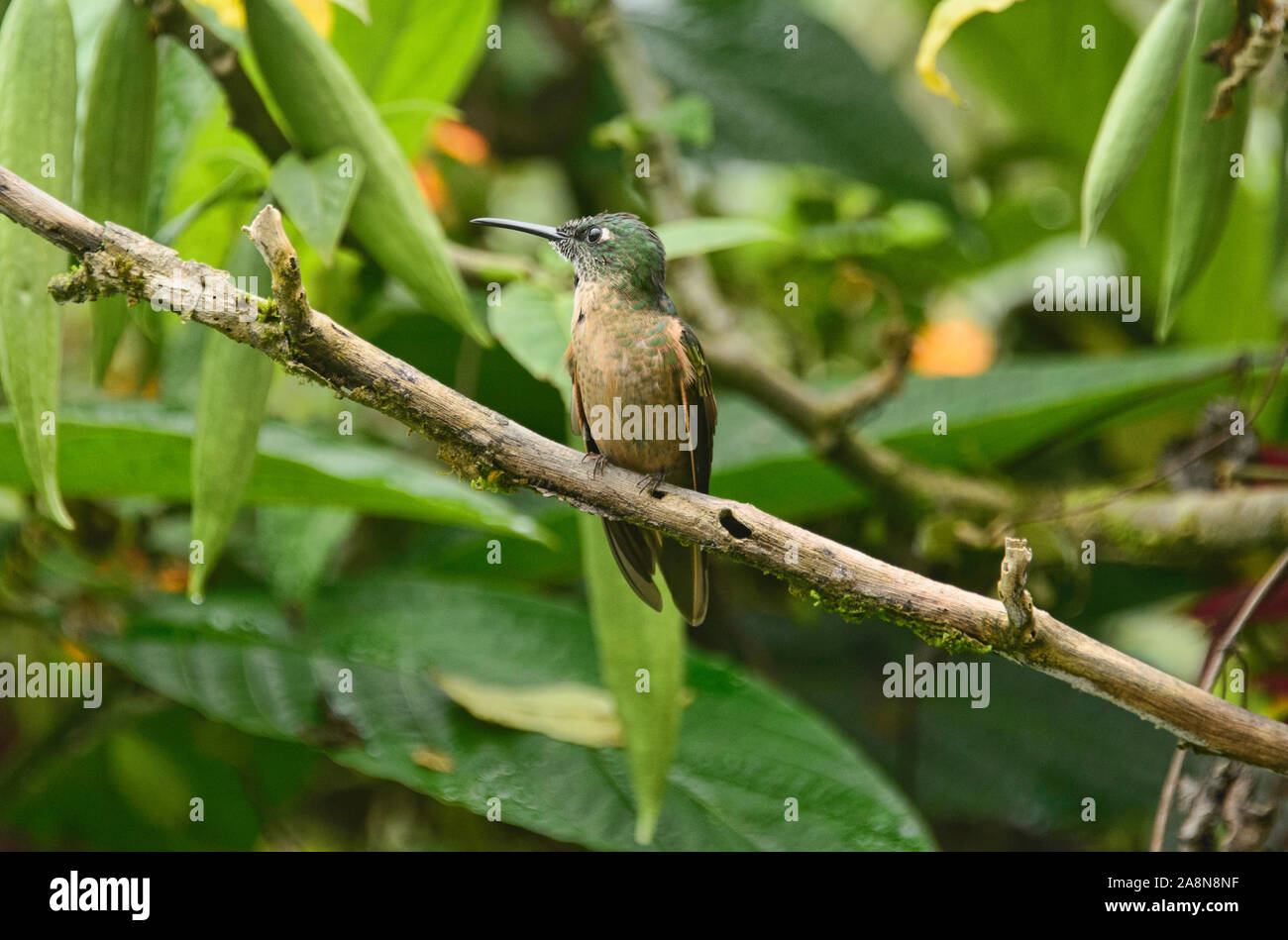 Fawn-breasted brillante Kolibri (Heliodoxa rubinoides), Bellavista Cloud Forest Reserve, Mindo, Ecuador Stockfoto