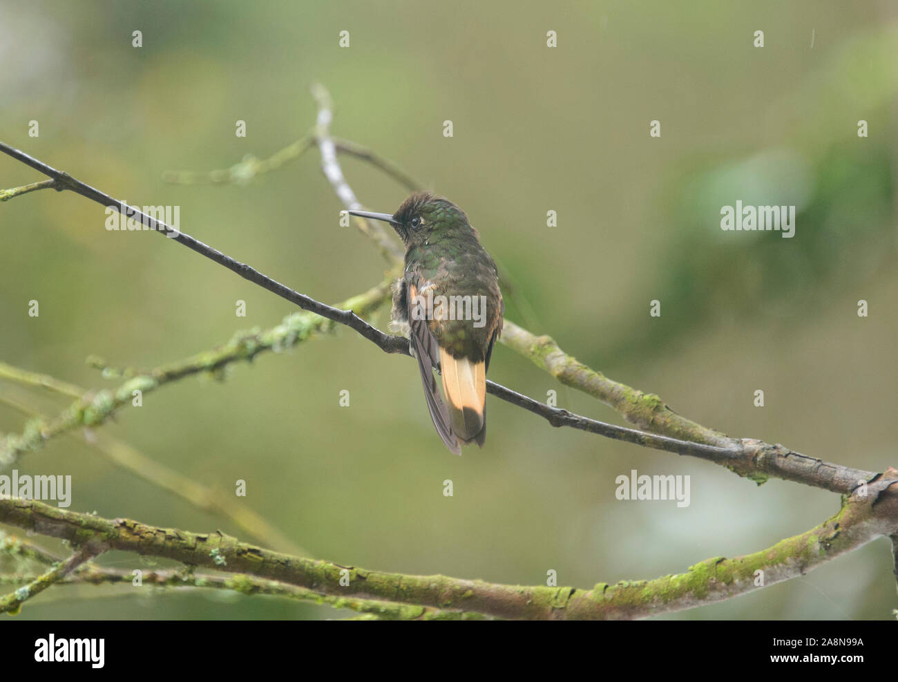 Fawn-breasted brillante Kolibri (Heliodoxa rubinoides), Bellavista Cloud Forest Reserve, Mindo, Ecuador Stockfoto