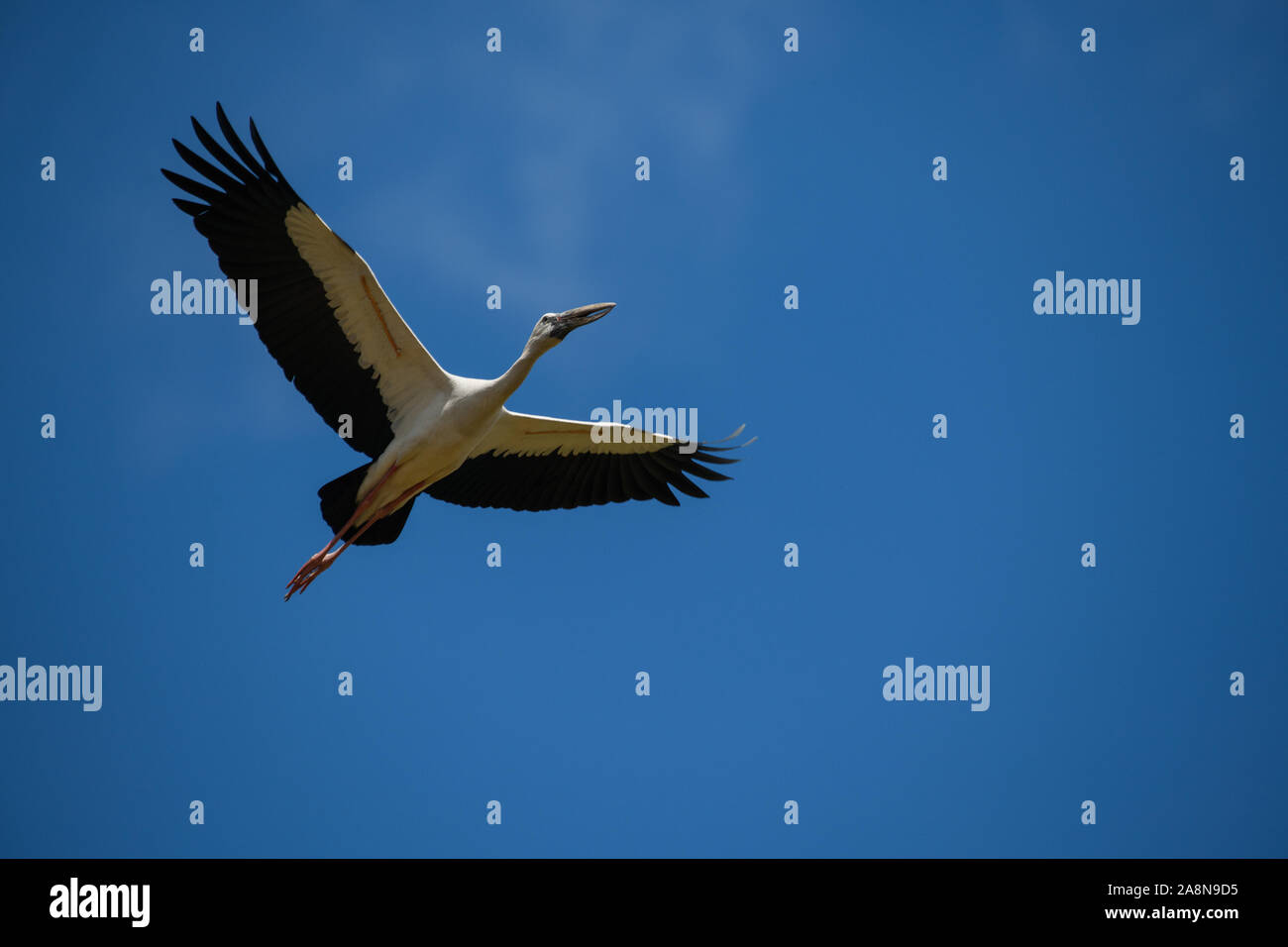 Asiatischer offener Fackelstorch (Anastomus oscitans) fliegt an einem bewölkten Tag mit Regenwolken im Hintergrund.Erwachsene haben eine Lücke zwischen oberem und unterem Unterkiefer Stockfoto