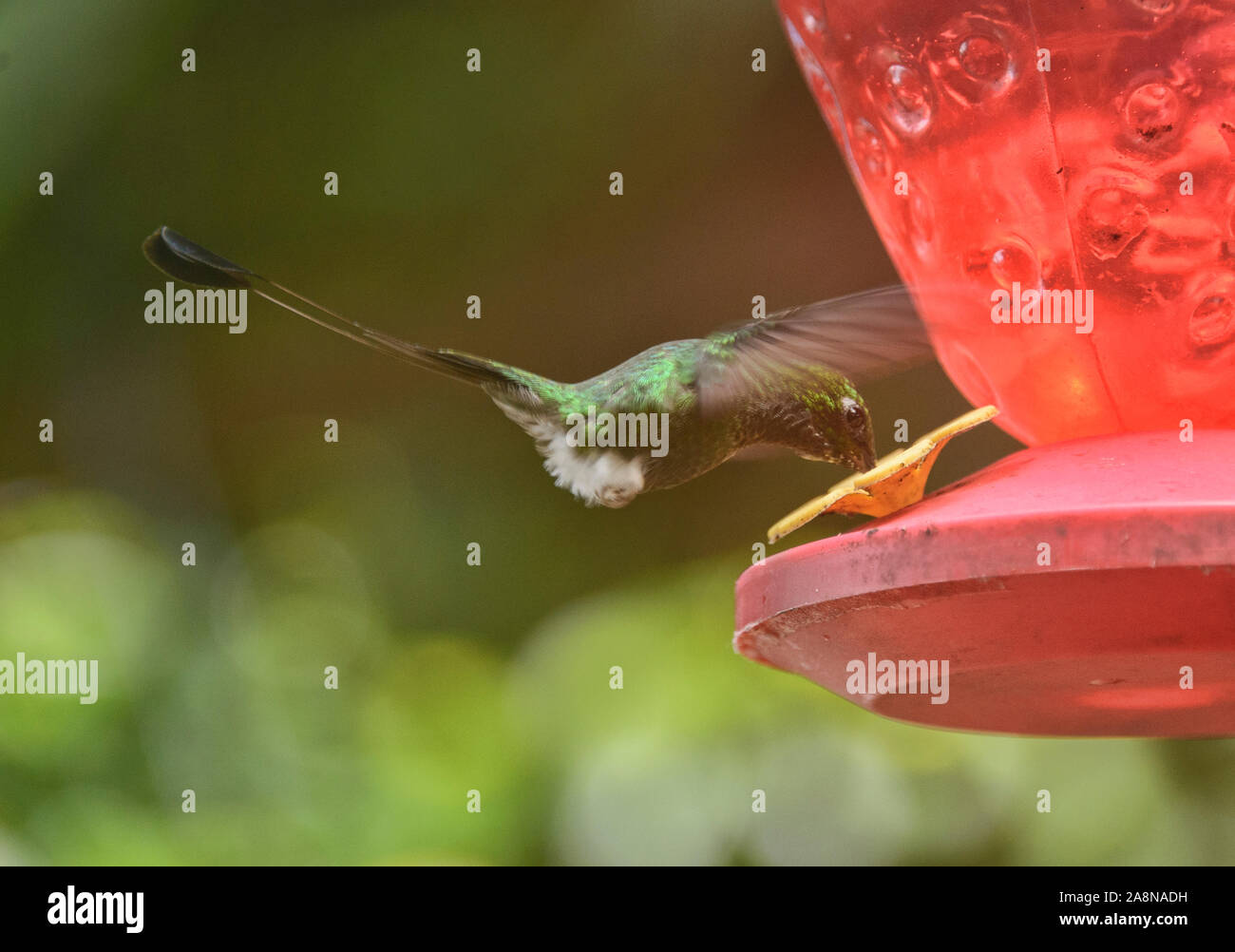 Gebootet Schläger - Schwanz (Ocreatus underwoodii melanantherus) erwachsenen männlichen, San Tadeo, Mindo, Ecuador Stockfoto