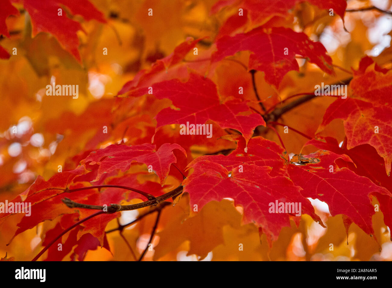 Bunte Blätter im Herbst und schönen Blumen in den kühleren Wetter. Stockfoto