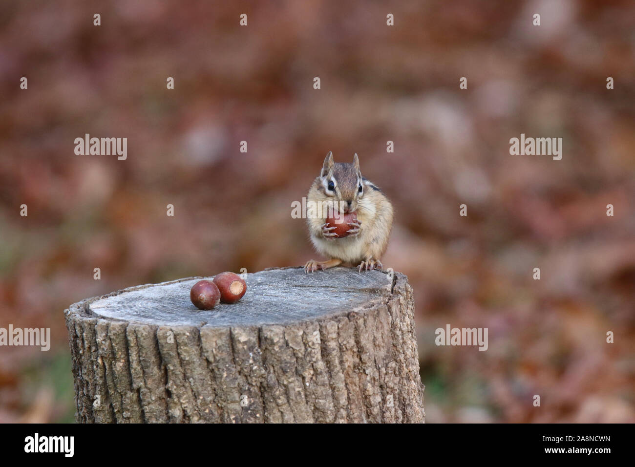 Eine östliche Chipmunk, Eicheln im Herbst Stockfoto