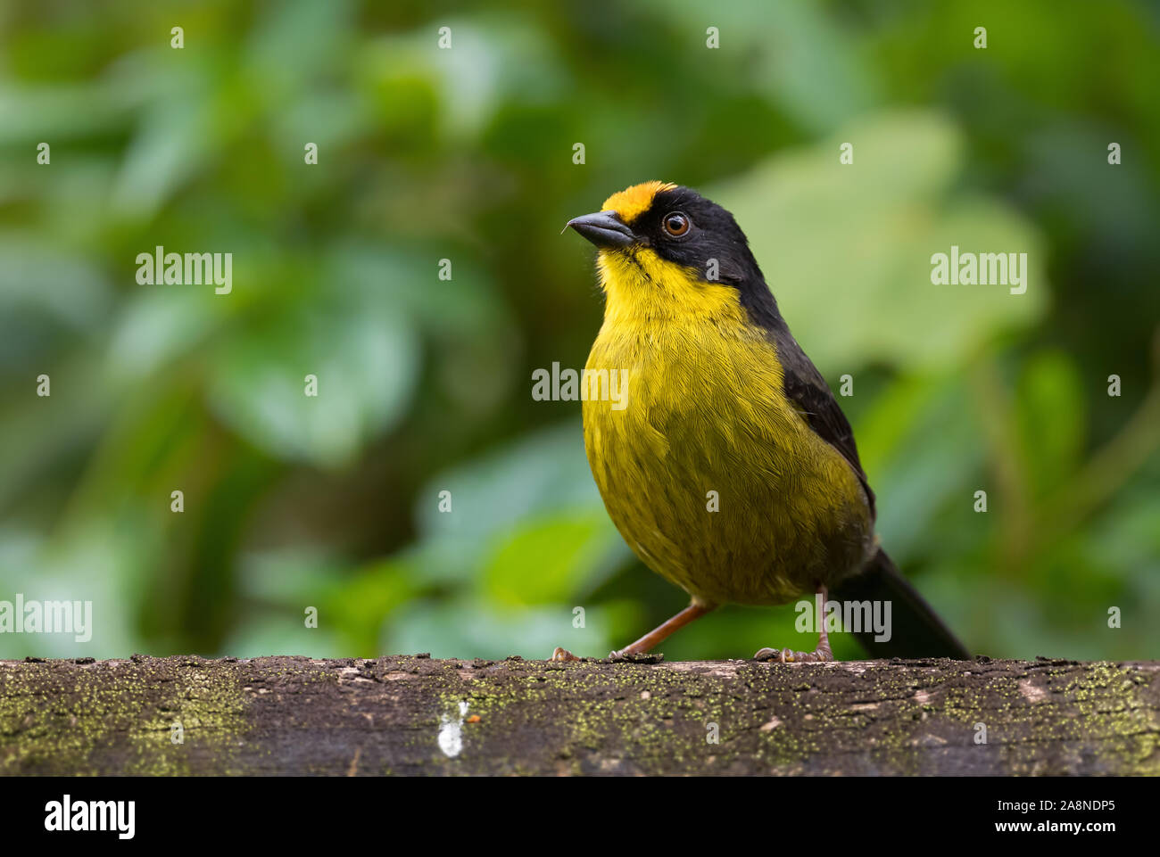 Blass-naped Bürste - Finch - Atlapetes pallidinucha, schüchtern gelbe und schwarze Bürste - Finch von Andinen Pisten von Südamerika, Guango Lodge, Ecuador. Stockfoto