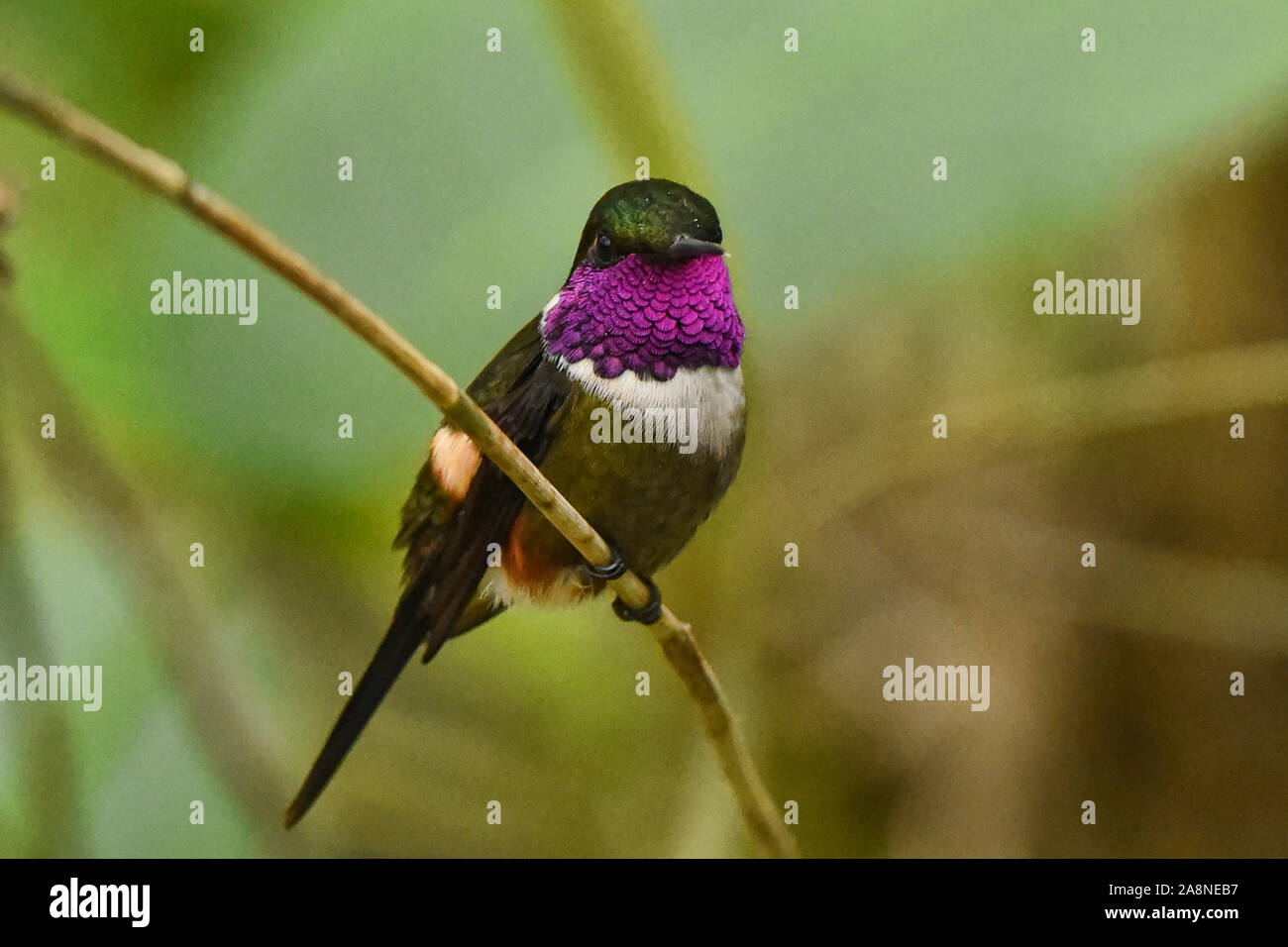 Lila-throated hummingbird (Philodice woodstar mitchellii), Bellavista Cloud Forest Reserve, Mindo, Ecuador Stockfoto