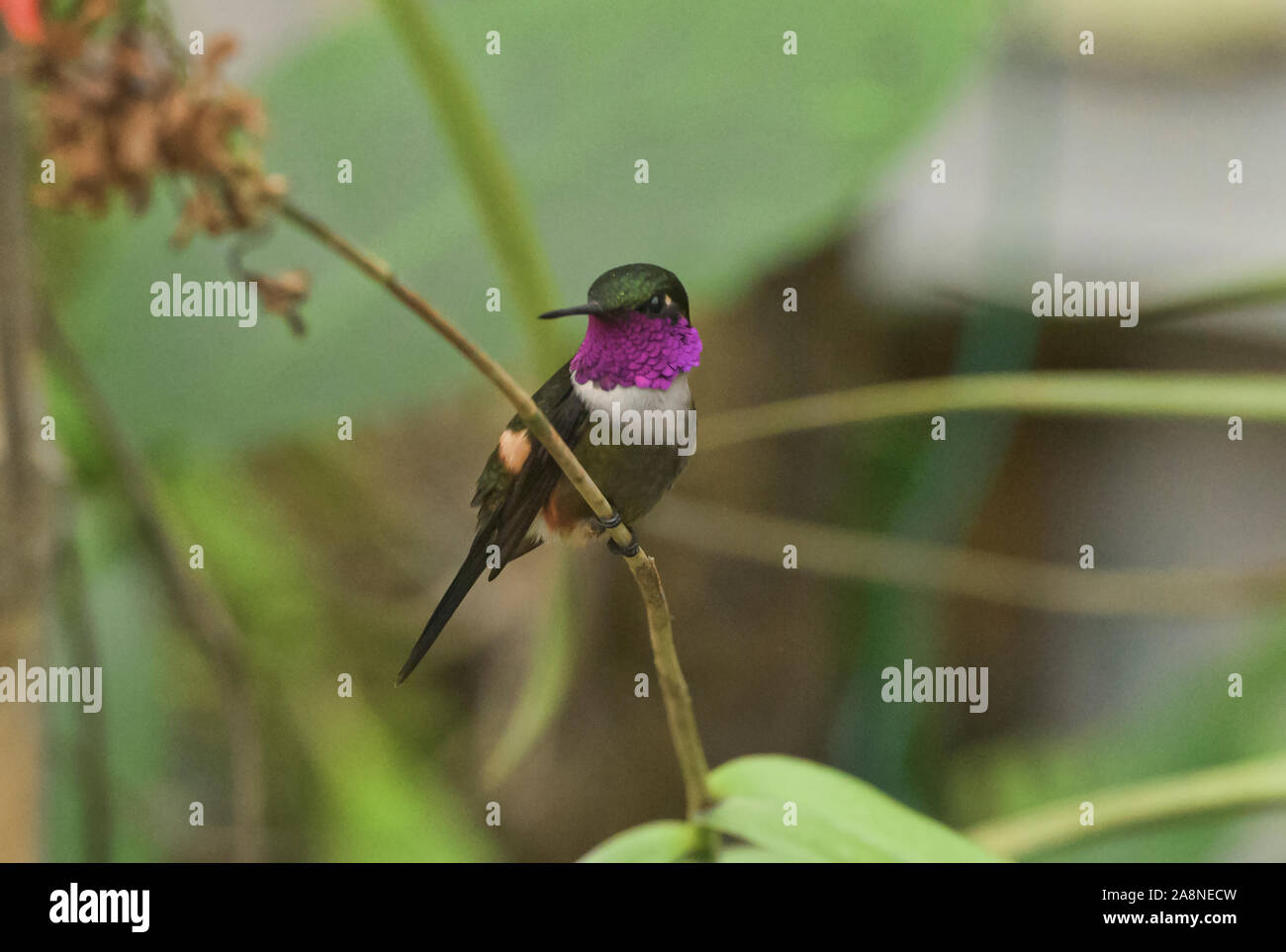 Lila-throated hummingbird (Philodice woodstar mitchellii), Bellavista Cloud Forest Reserve, Mindo, Ecuador Stockfoto