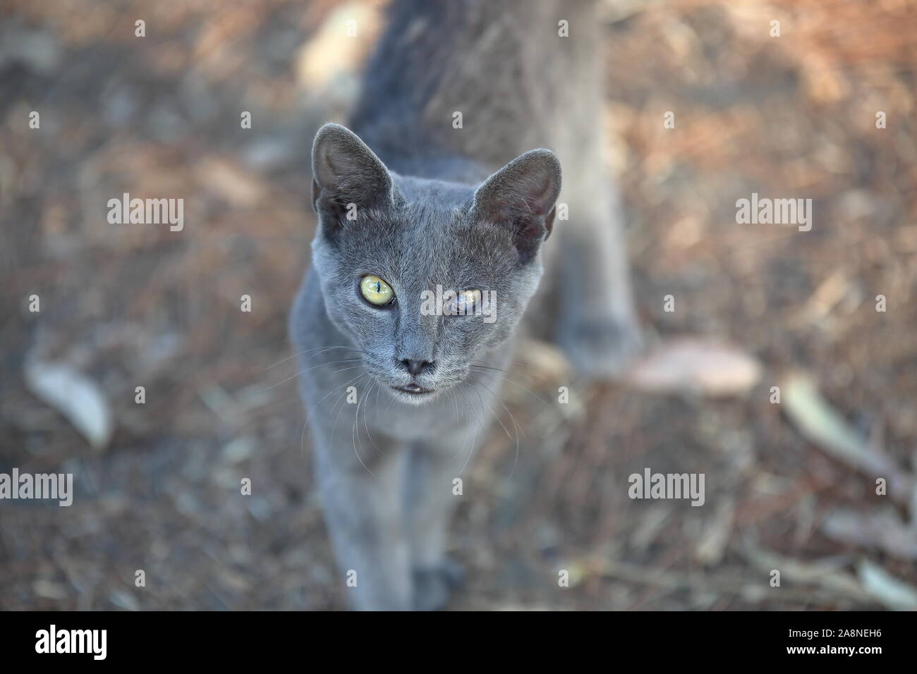 Eine nette arme obdachlose Katze mit kranken Augen aus der Nähe. Stockfoto