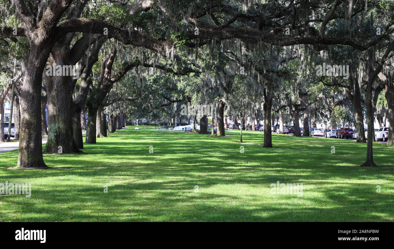 Emmet Park in der Savanne Stockfoto