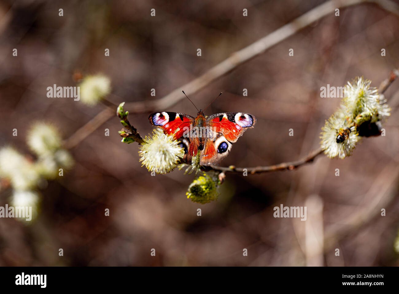 Unglaublich Schmetterling (Pfau) sitzt auf Zweig von Bush in einem Garten Stockfoto