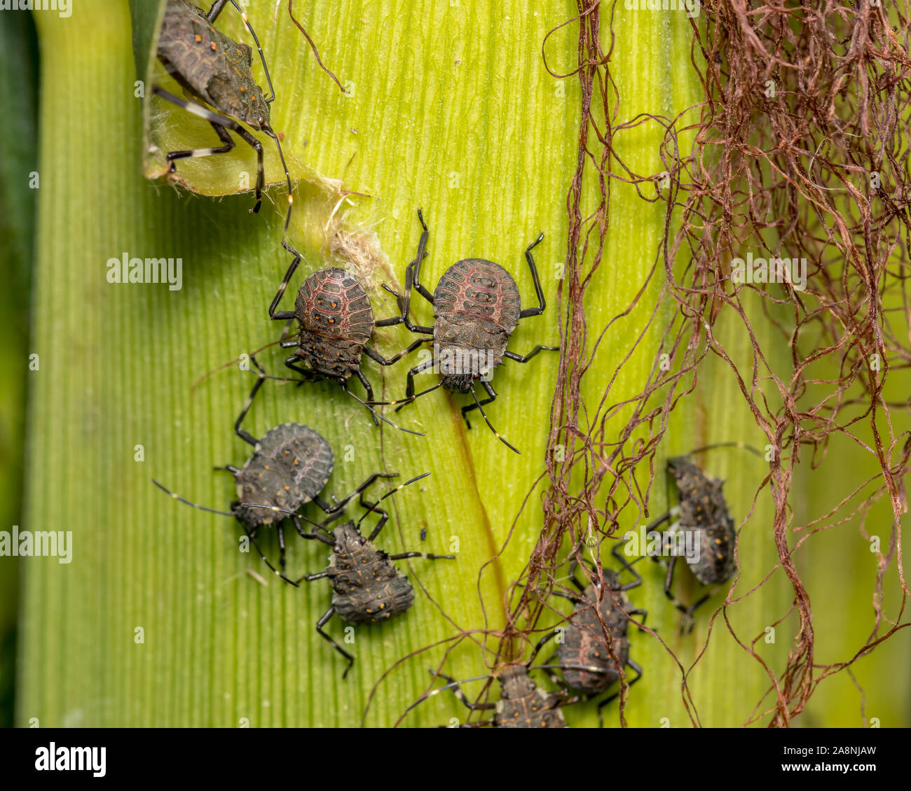 Instar stadium Fotos und Bildmaterial in hoher Auflösung Alamy