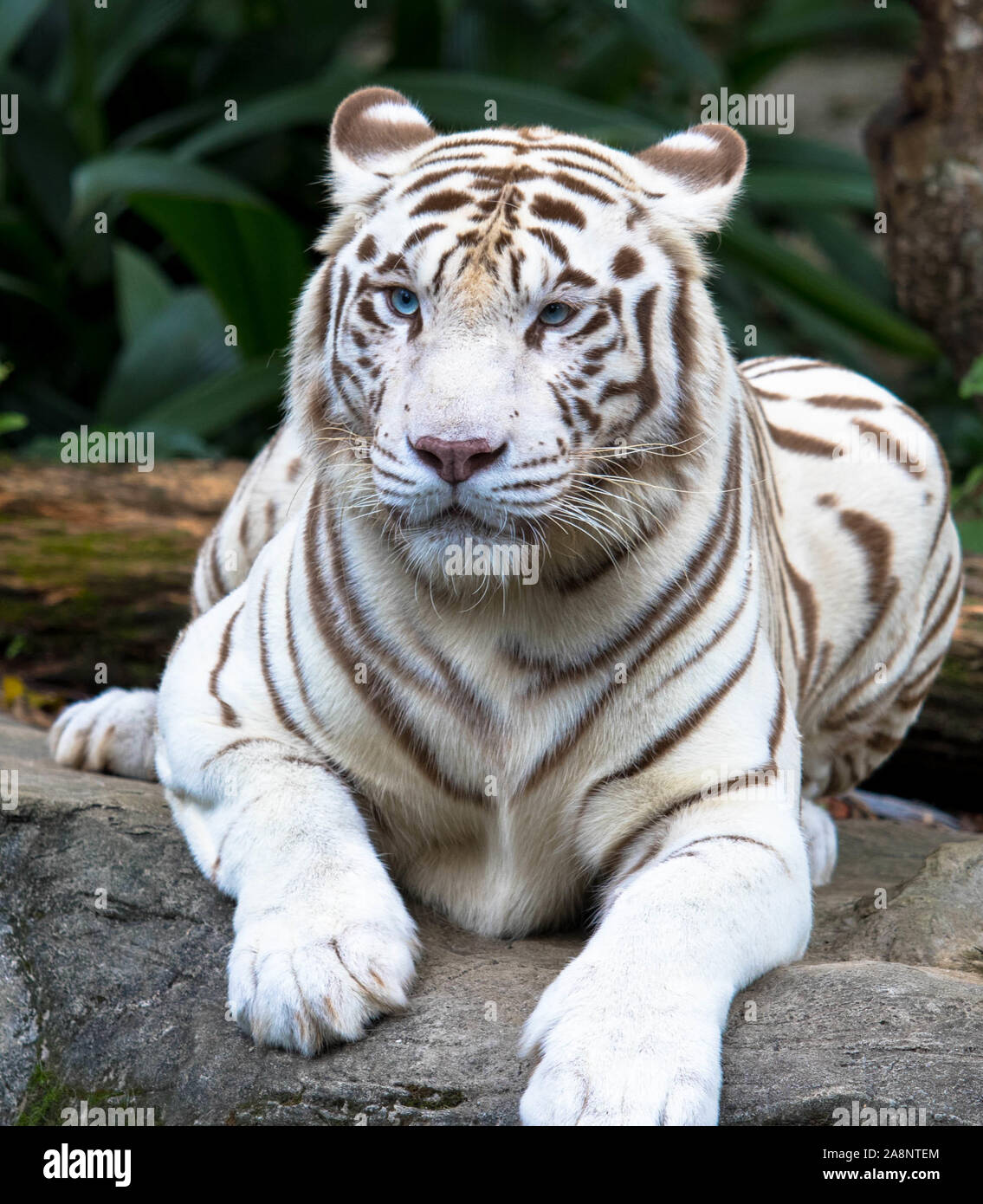 Weisse Tiger Blaue Augen Stockfotos Und Bilder Kaufen Alamy