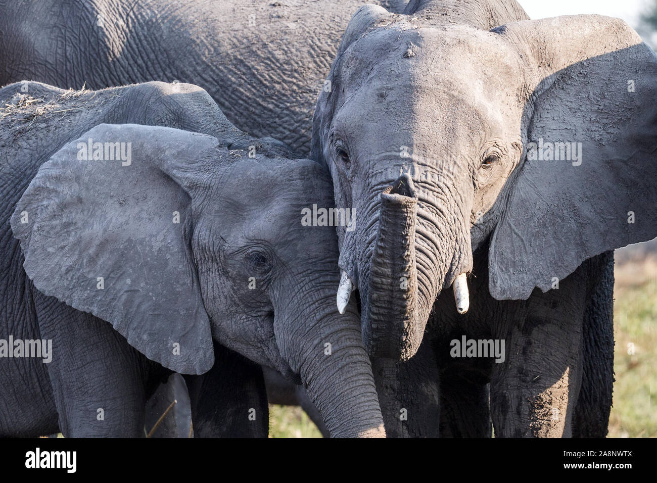 Junge Elefanten nahe aneinander reiben und die älteren uns Riechen, nkasa Rupara (mamili Nationalpark, Caprivi Strip, Namibia, Afrika Stockfoto