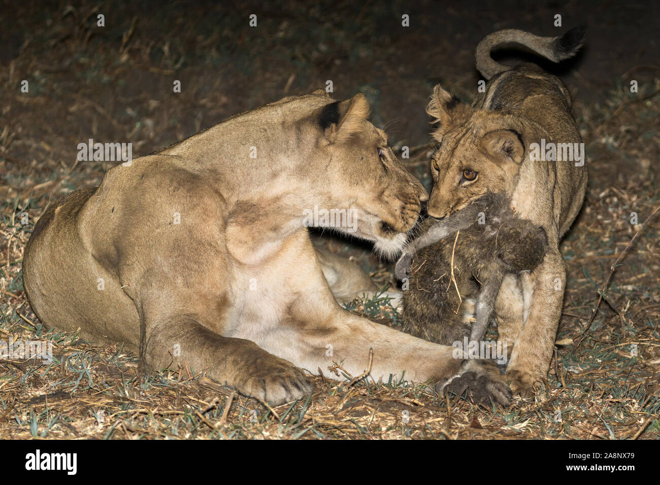 Lion cub mit nur getötet Meerkatze, die töten, um zu löwin Mutter, Nanzhila Plains, Kafue National Park, Sambia, Afrika Stockfoto