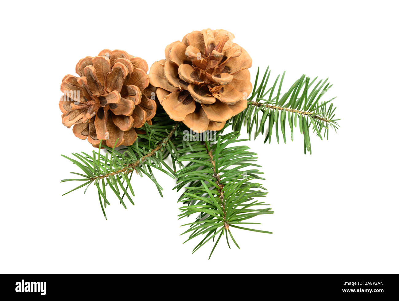 Tannenzapfen mit immergrünen Filiale auf einem weißen Hintergrund. Weihnachtsdekoration Stockfoto