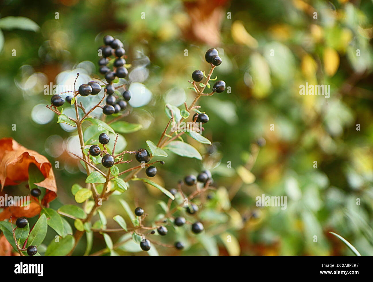 Solanum nigrum oder Schwarzer Nachtschatten Cluster von Beeren im Herbst, Soft Focus Stockfoto