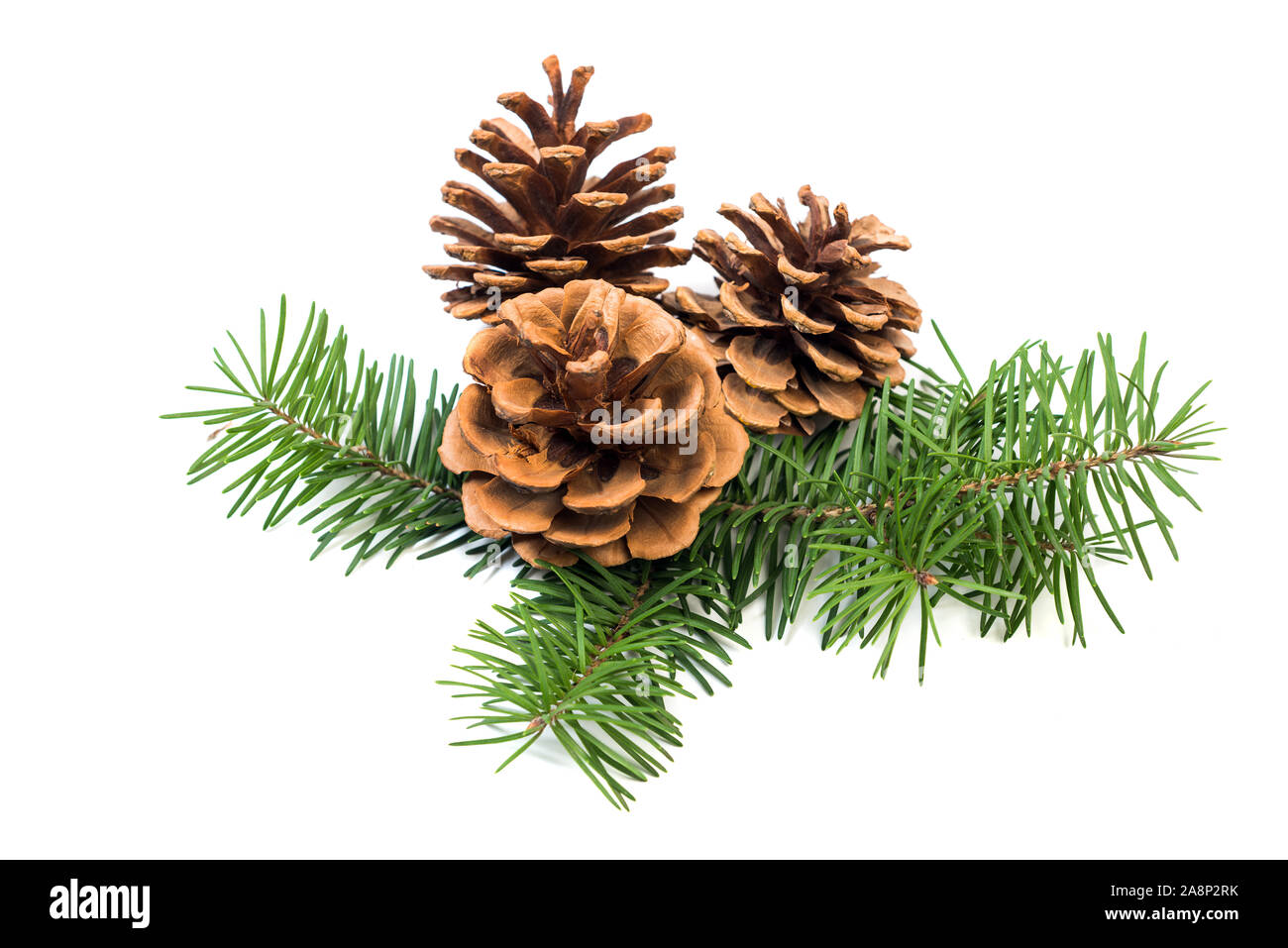 Weihnachtsdekoration Pine Cone Christbaumkugel und Tannenbaum Äste auf weißem Hintergrund Stockfoto