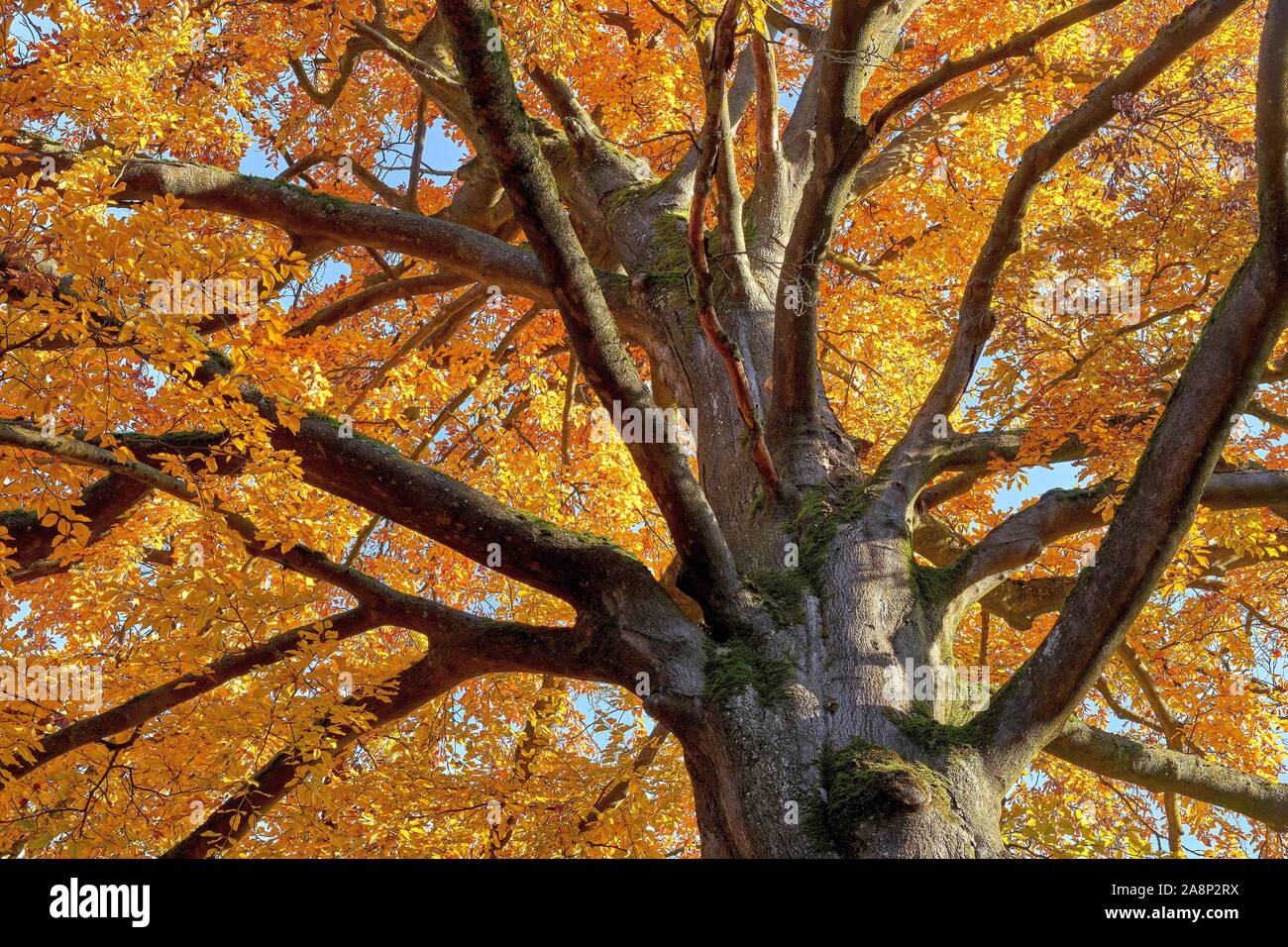 Imposante Buche in herbstlichen Farben Stockfoto