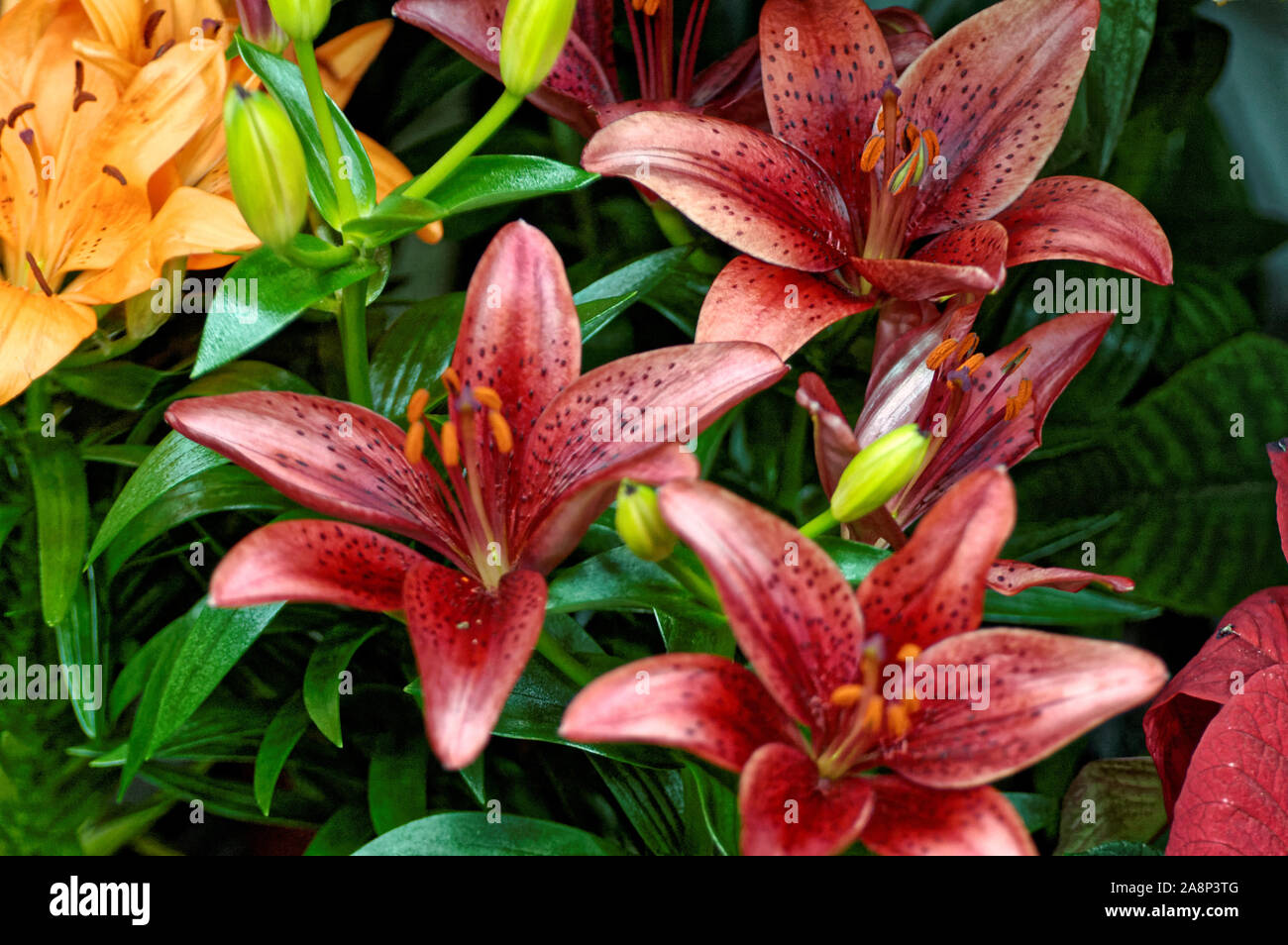 Foto blumen Lilien, Lilia, Lílium, Gattung, Pflanzen, Liliaceae Familie Liliaceae, Stockfoto