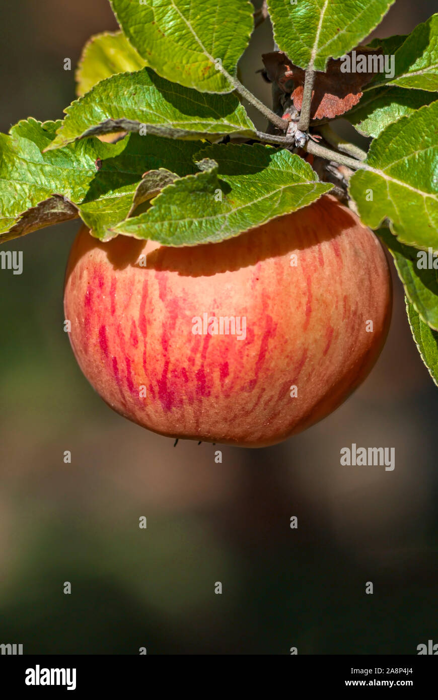 Apple auf einem Zweig; Stockfoto