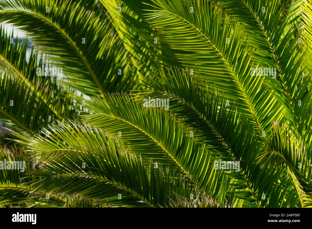 Detail von Palm Blätter an einem Baum in Peniche Portugal Estremadura Stockfoto