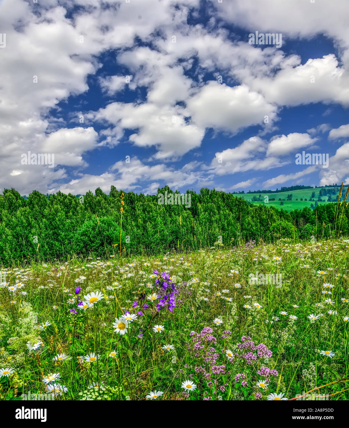 Malerische Sommer Landschaft mit blühenden Blumen und Kräuter auf dem Gipfel des Berges auf einem blauen Himmel mit weißen Wolken Hintergrund am sonnigen warmen Tag. Sommerzeit Stockfoto