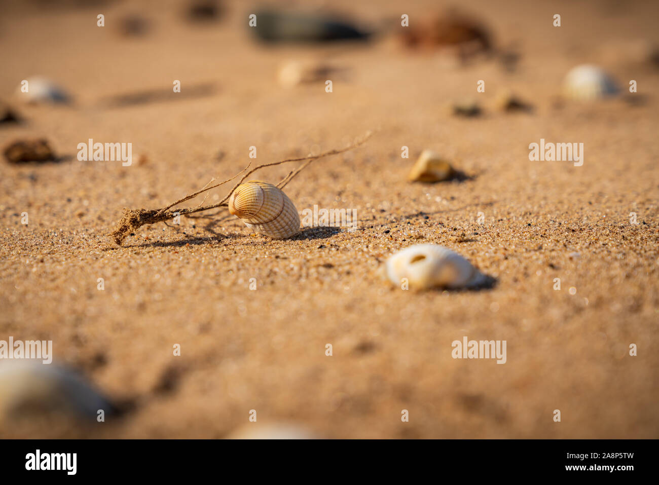 Muscheln und Kieselsteinen auf Lyng Strand, Norfolk, England, Großbritannien Stockfoto
