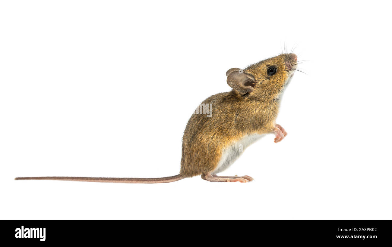 Interessierte Holz Maus (APODEMUS SYLVATICUS) auf weißem Hintergrund. Dieses nette schauende Maus ist in den meisten Teilen Europas über gefunden und ist ein sehr häufig Stockfoto