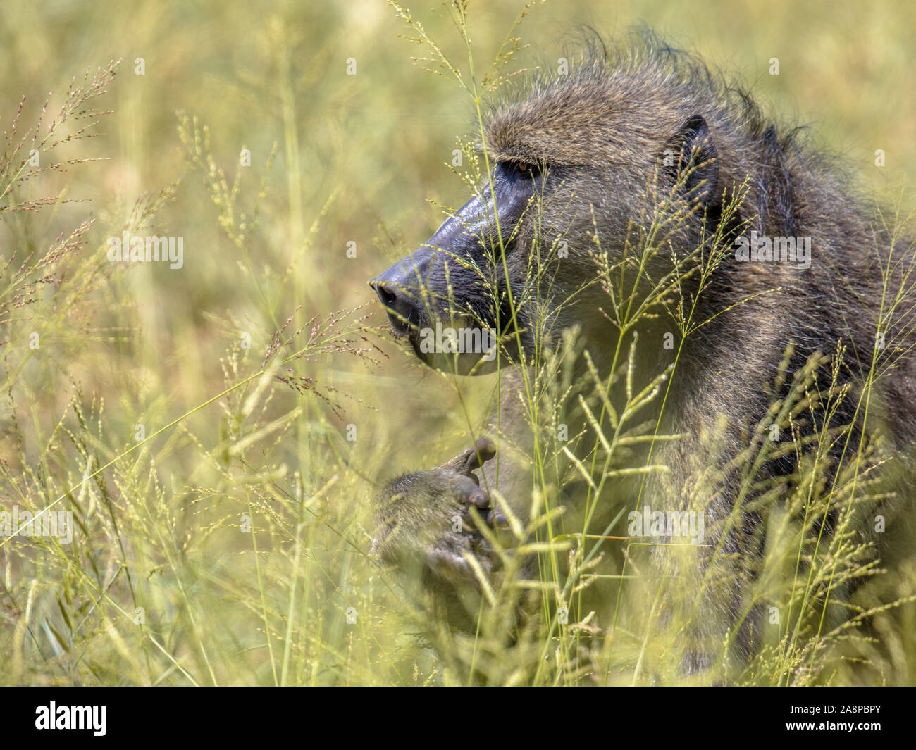 Chacma baboon (Papio ursinus) Fütterung mit Samen von Gras in Krüger Nationalpark Südafrika Stockfoto