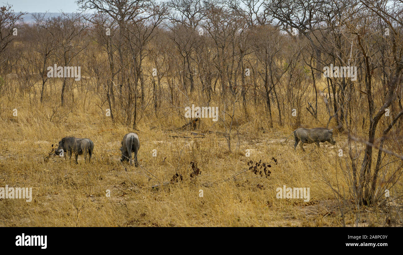 Wild Warzenschweine im Kruger Nationalpark in Mpumalanga in Südafrika Stockfoto