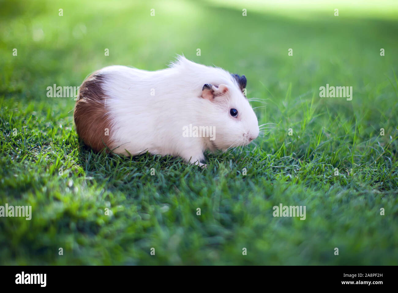 Weiße und braune Farben Meerschweinchen auf dem grünen Rasen im Garten. Stockfoto