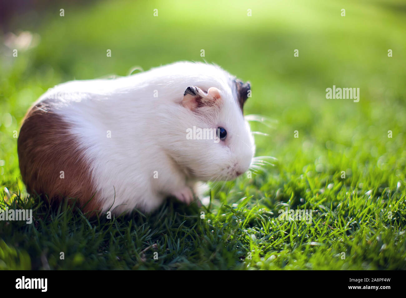 Weiße und braune Farben Meerschweinchen auf dem grünen Rasen im Garten. Stockfoto
