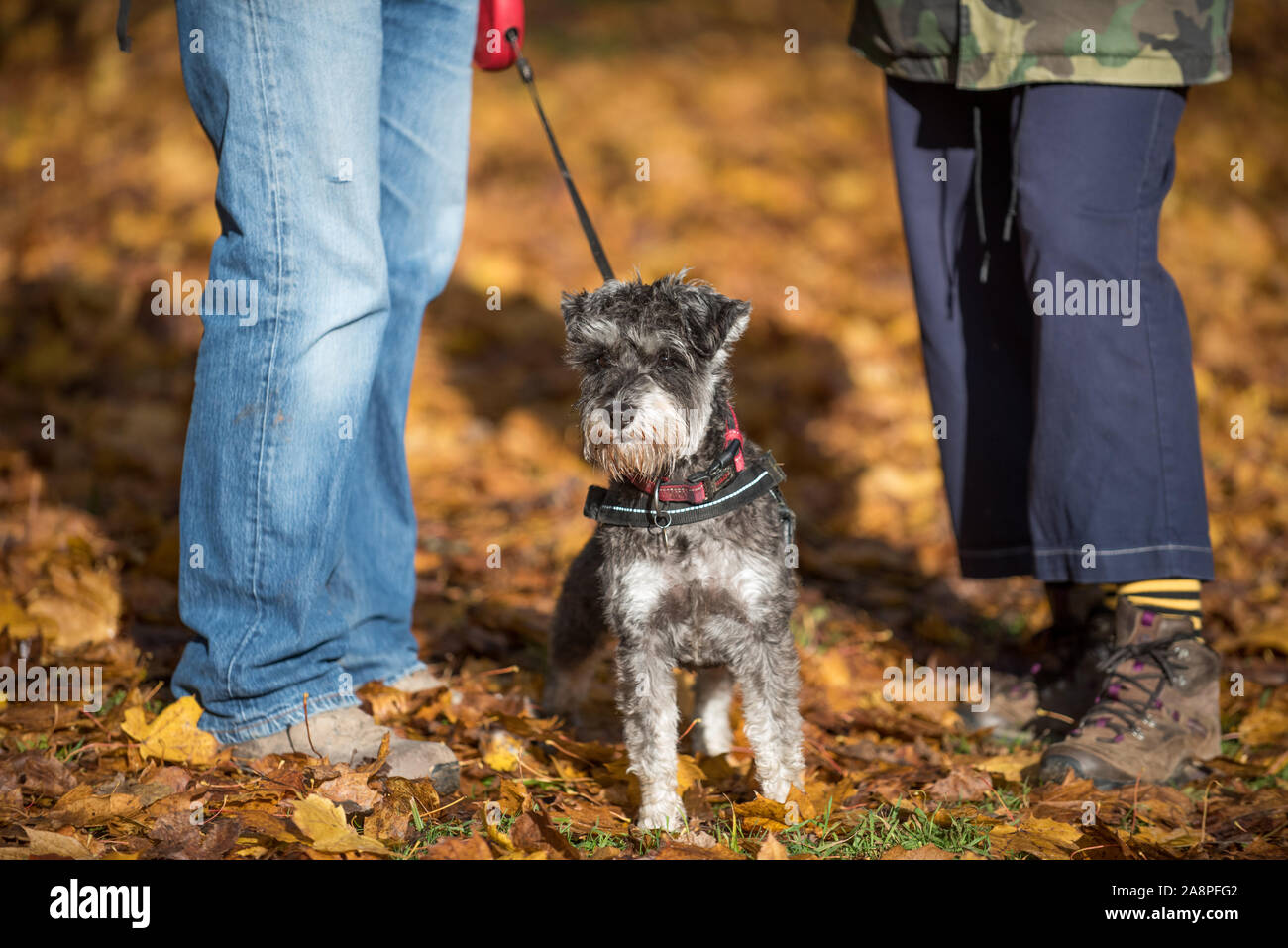 Mann und Frau Wanderer stehen, sich zugewandt, mit einem Hund an der Leine zwischen Ihnen an einem sonnigen Herbsttag mit bunten Blätter auf dem Boden Stockfoto