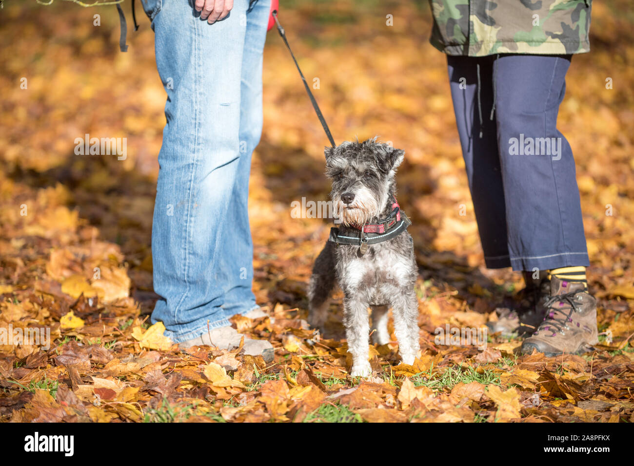 Mann und Frau Wanderer stehen, sich zugewandt, mit einem Hund an der Leine zwischen Ihnen an einem sonnigen Herbsttag mit bunten Blätter auf dem Boden Stockfoto