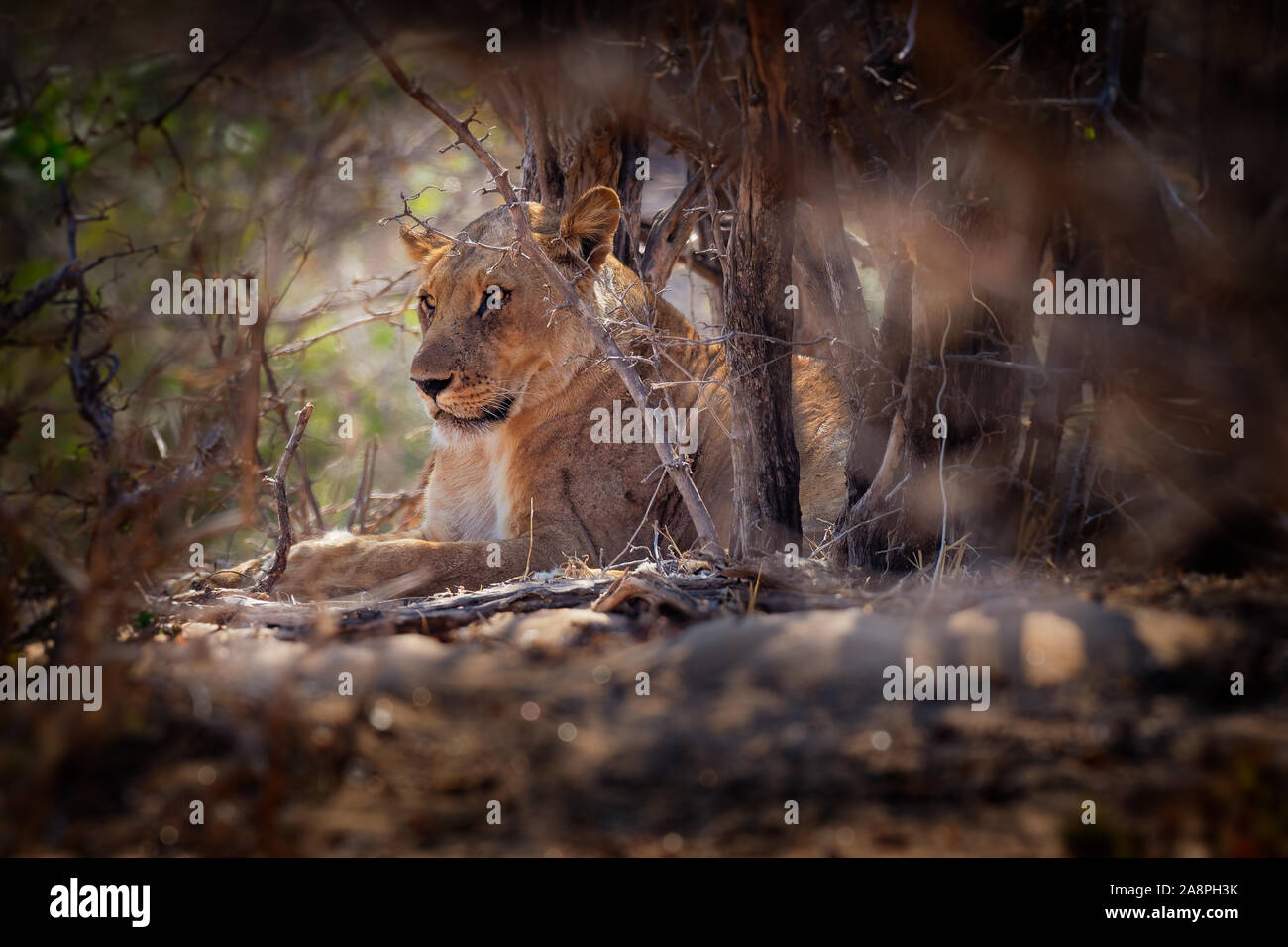Von Lion Panthera leo König der Tiere. Löwin ruhen im Nationalpark Mana Pools in Simbabwe nach der erfolgreichen Jagd. Stockfoto