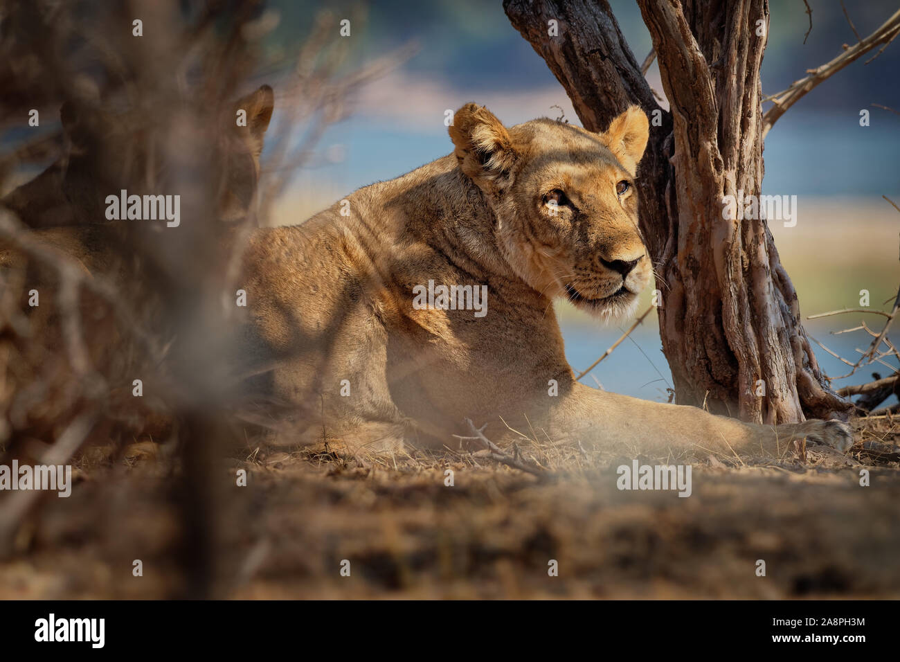Von Lion Panthera leo König der Tiere. Löwin ruhen im Nationalpark Mana Pools in Simbabwe nach der erfolgreichen Jagd. Stockfoto