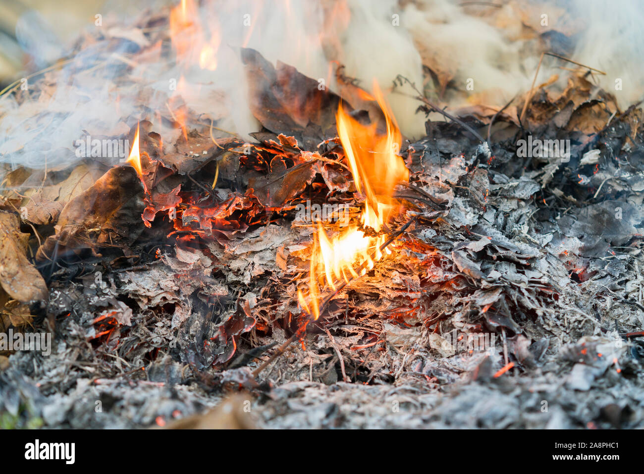 Brennen lässt. Feuer im Wald. Schädlichen Rauch von brennenden verlässt. Stockfoto