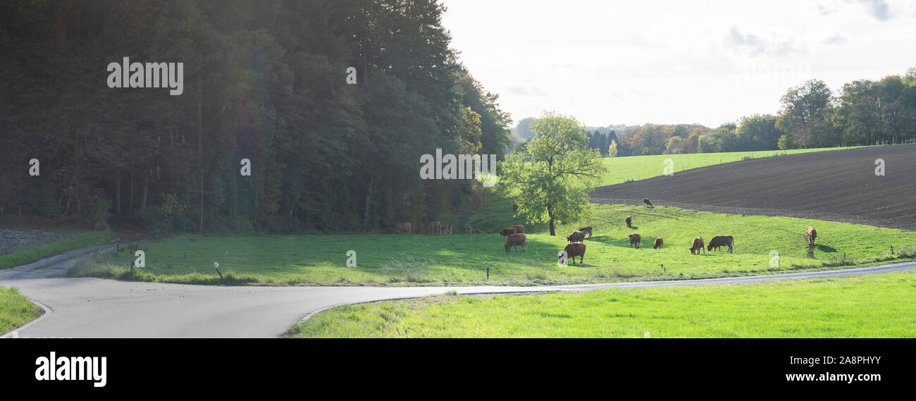 Stier und Limousin Kühe in beleuchtete Wiese Landschaft mit Wald im Hintergrund Stockfoto