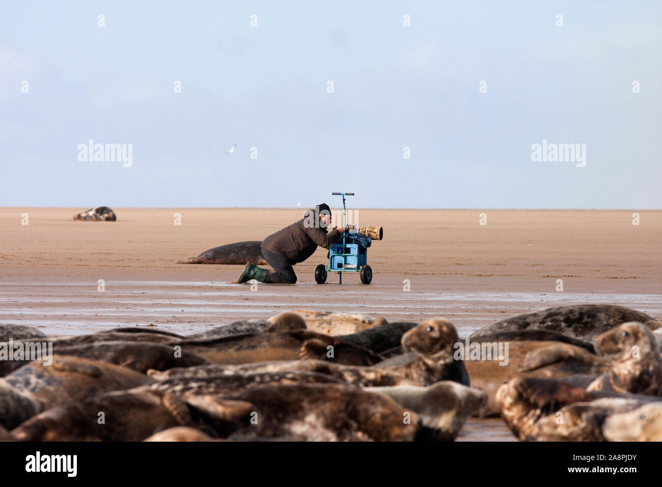 Das Fotografieren von Dichtungen an Donna Nook UK. Hat trolly fahrbare Geräte und Rest 500 f4 Objektiv zu tragen. Stockfoto