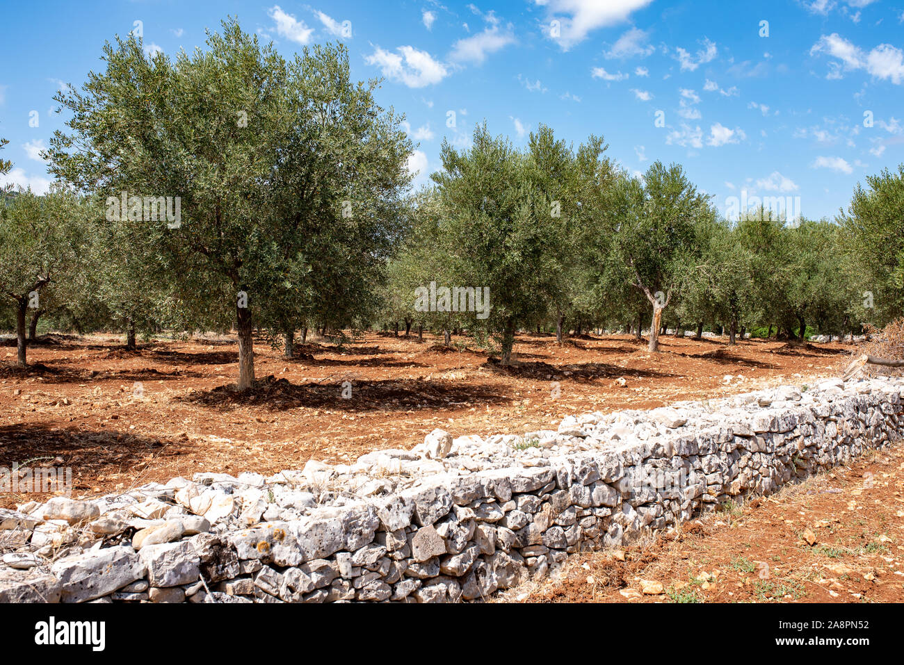 Olivenhaine in Apulien, organische und natürliche Landwirtschaft in Italien angebaut Stockfoto