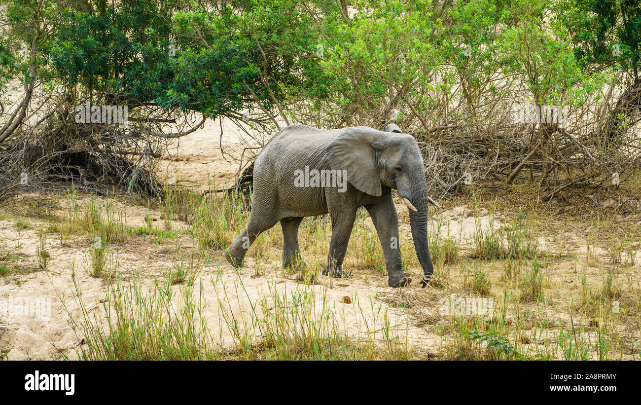 Elefanten im Kruger Nationalpark in Mpumalanga in Südafrika Stockfoto