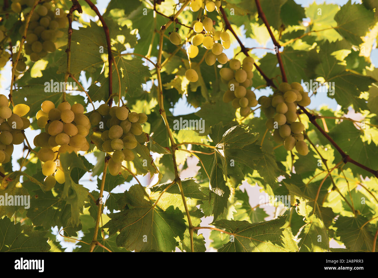 Grüne Trauben (Vitis vinifera) nach unten hängen von der Weinrebe. Stockfoto