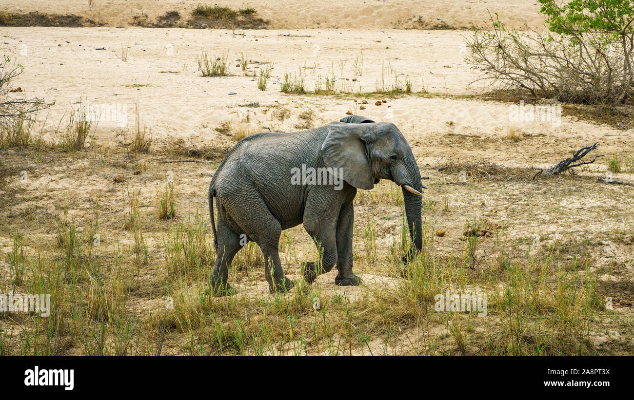 Elefanten im Kruger Nationalpark in Mpumalanga in Südafrika Stockfoto