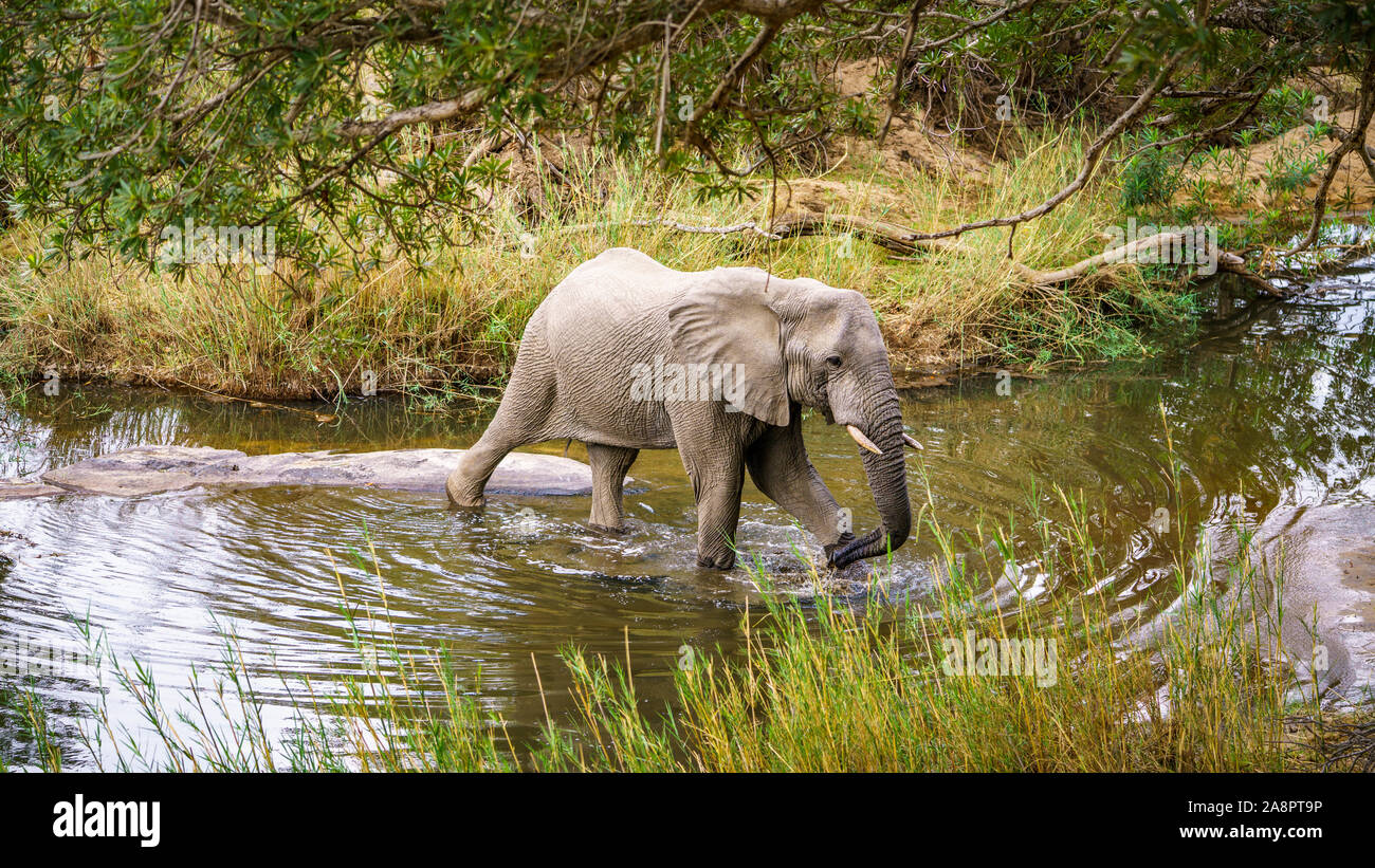 Elefanten im Kruger Nationalpark in Mpumalanga in Südafrika Stockfoto