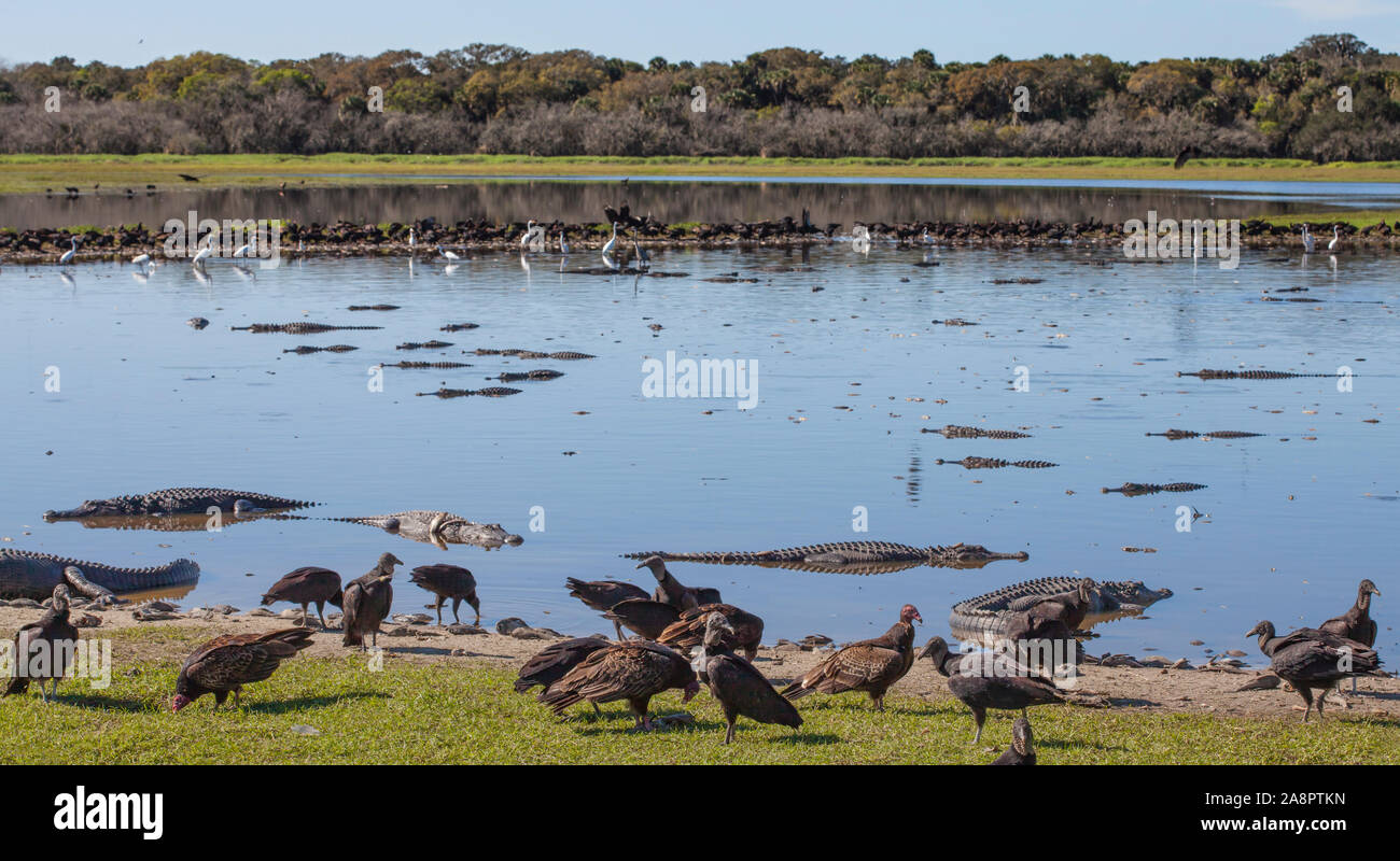 Mönchsgeier (Coragyps atratus) und Alligator (Alligator mississippiensis), Fütterung auf Masse" Fisch - Töten', tiefes Loch Dreckloch, Myakka, FL, USA Stockfoto
